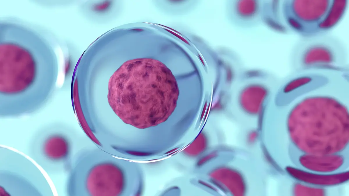 Why Your Orthopedic Surgeon is So Excited About Stem Cells