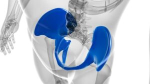 Human Skeleton Hip or Pelvic bone Anatomy For Medical Concept 3D Illustration